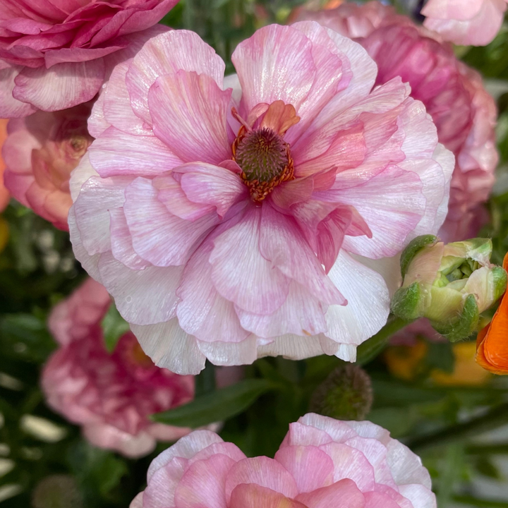 Butterfly Ranunculus Corms; Ariadne - Pack of 5