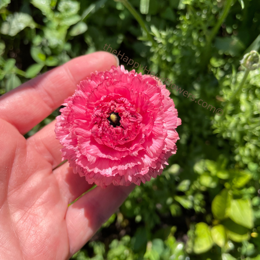 Romance Ranunculus Poodle Ramila Corms for Sale