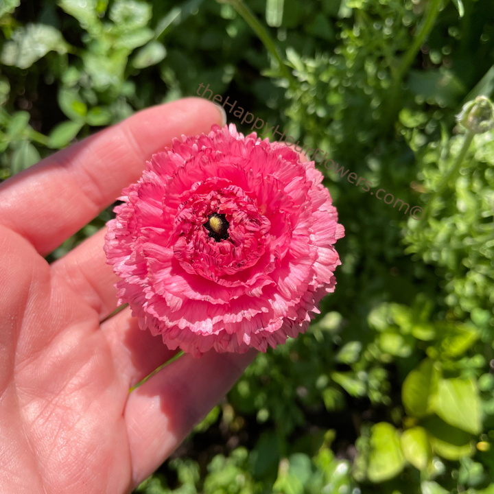 Romance Ranunculus Poodle Ramila Corms for Sale