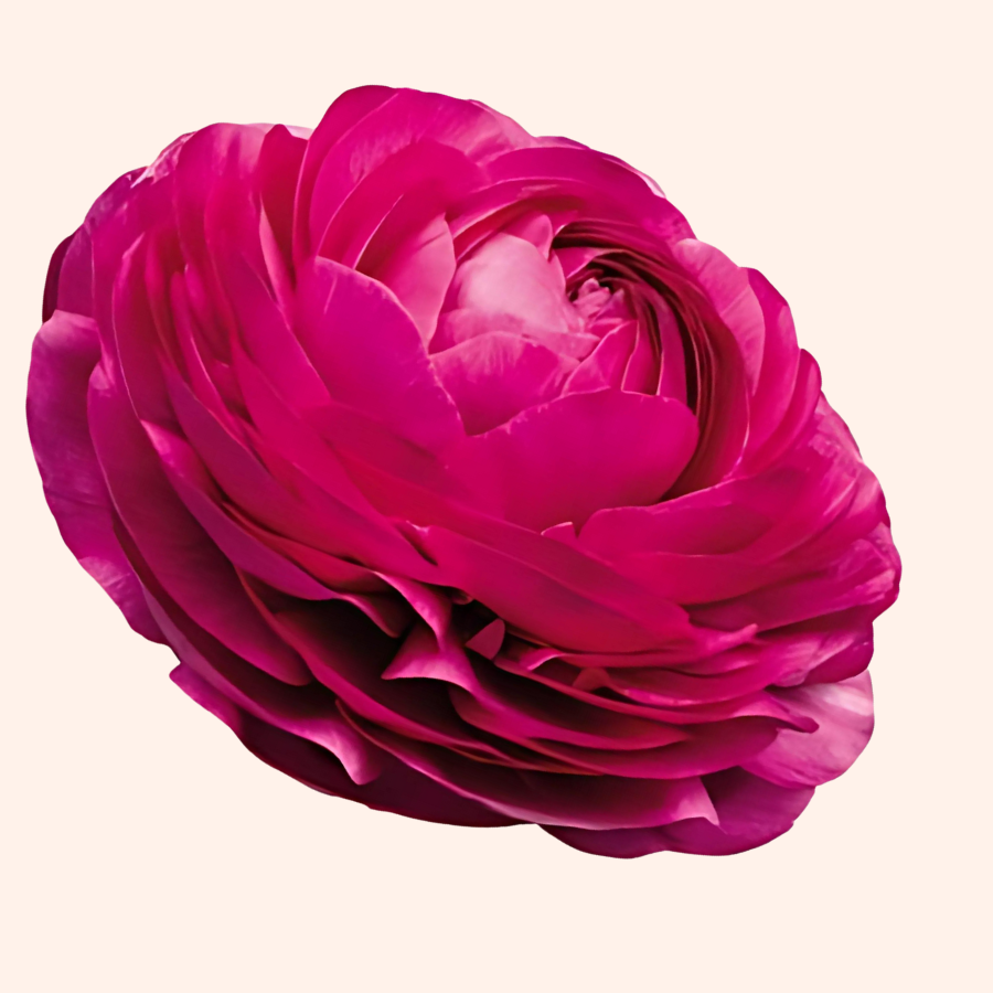 Elegance Ranunculus Malva, Pack of 10