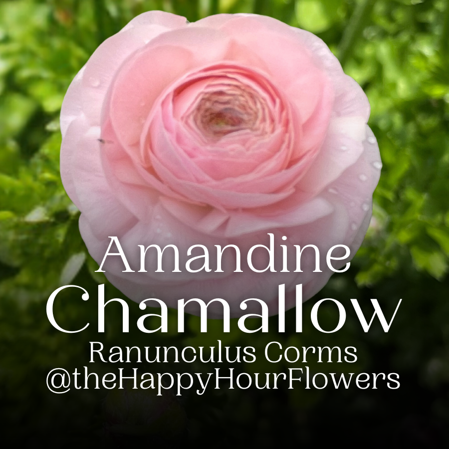 Amandine Ranunculus Corms; Chamallow - Pack of 10