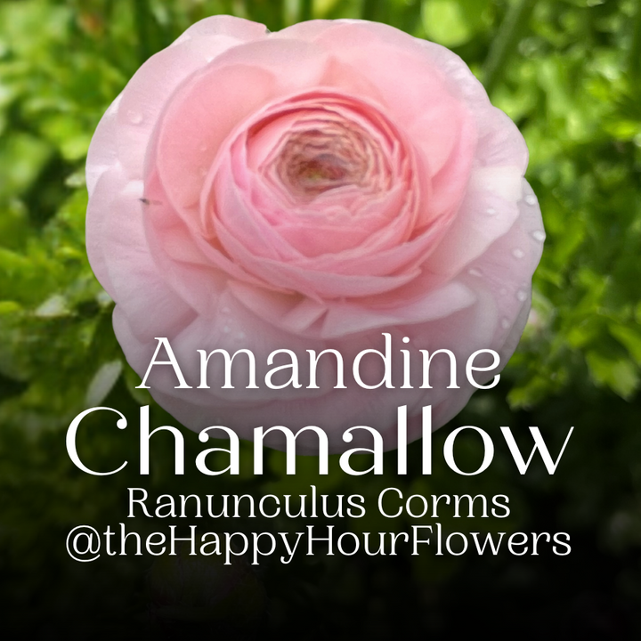 Amandine Ranunculus Corms; Chamallow - Pack of 10