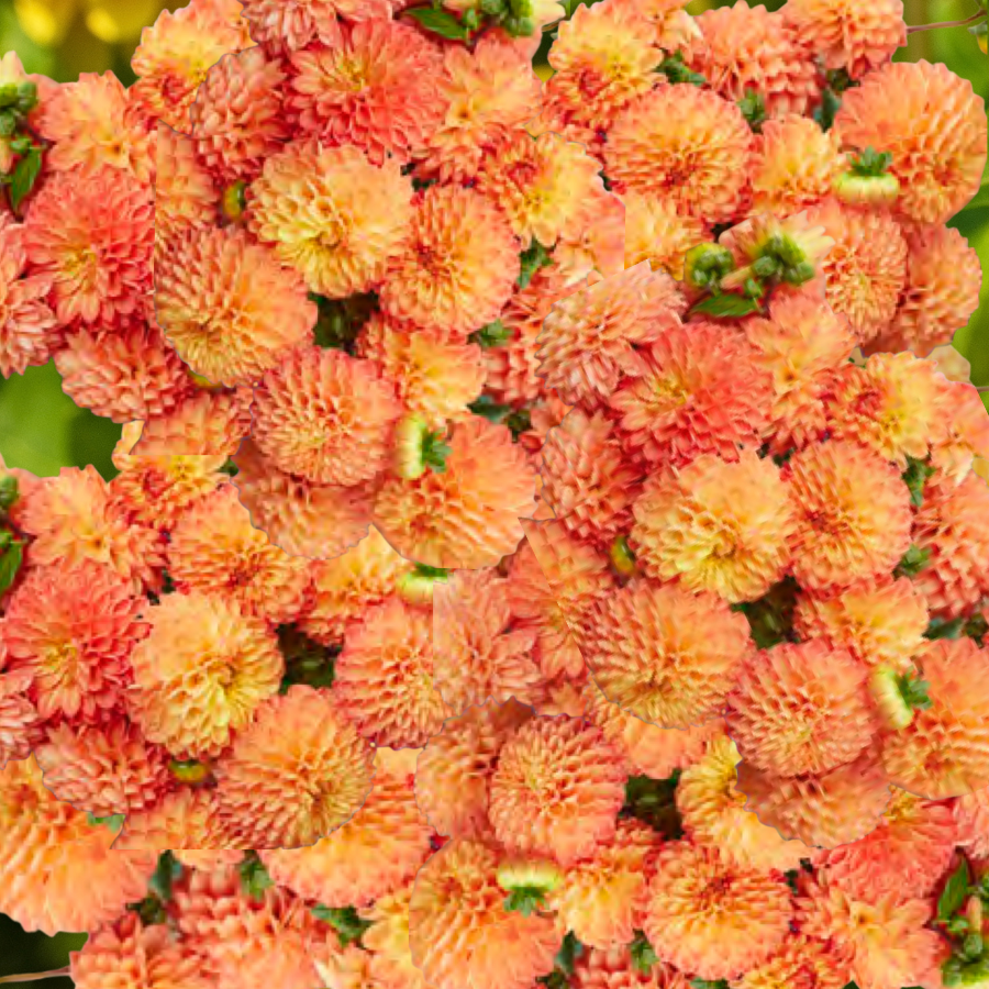 Souvenir d'Ete Dahlia Tuber (Pre-Order)