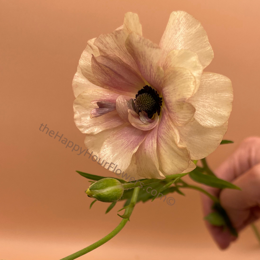 Ranunculus Butterfly Hestia Corms for Sale