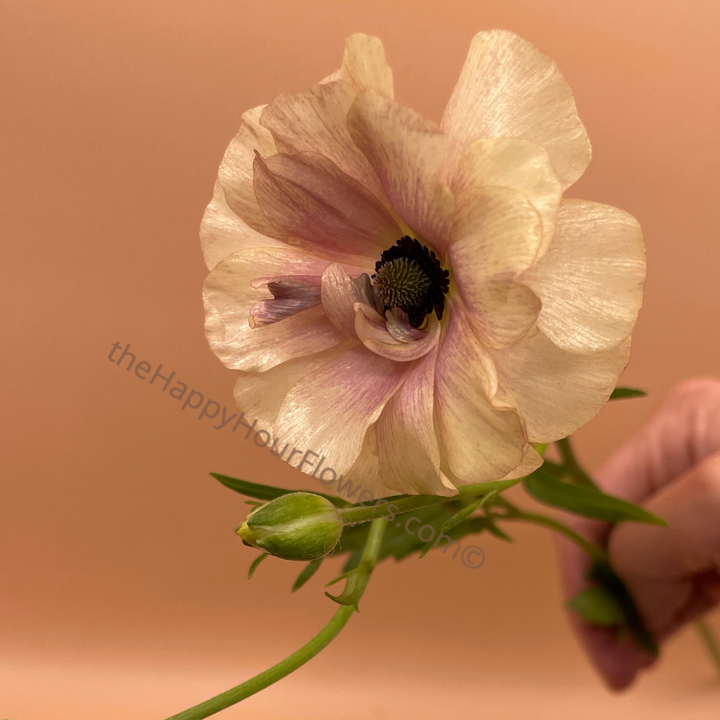 Ranunculus Butterfly Hestia Corms for Sale