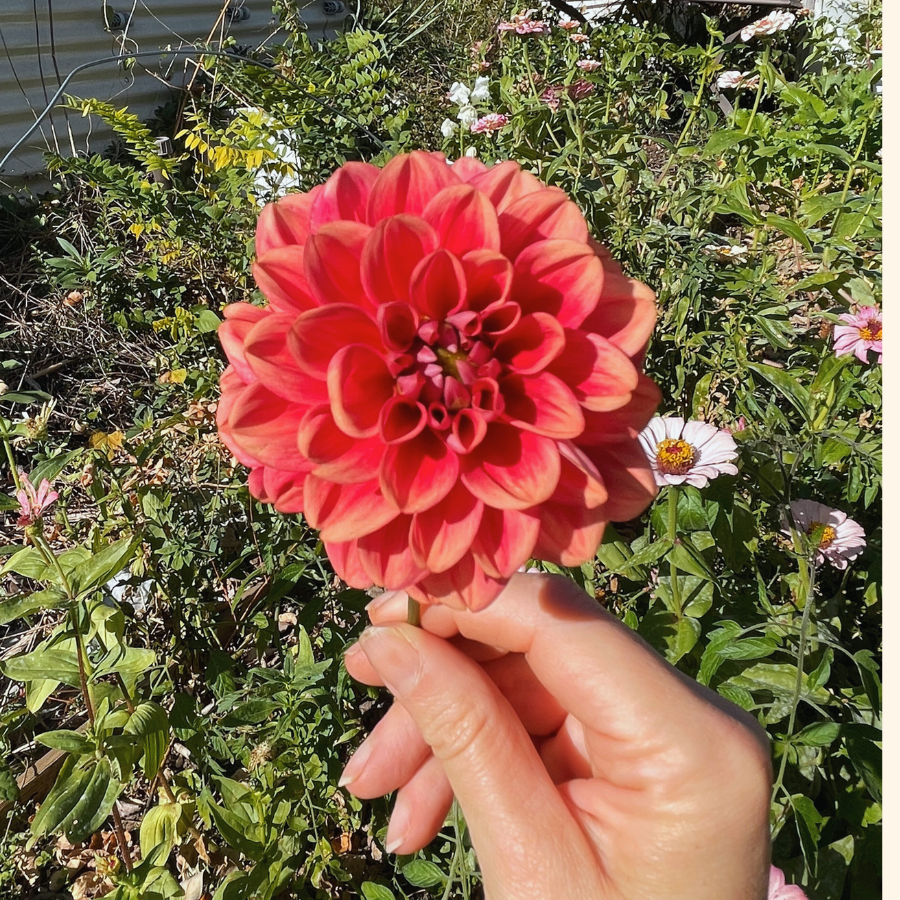 A stunning portrait of an All That Jazz Dahlia in full bloom, featuring vibrant shades of peach and red. Provided by The Happy Hour Flowers, this cut flower is a great addition to any garden, incorporating unique burgundy tones. Keywords: all that jazz dahlia, black, black diamond, farm, farmer, Floret, flower, magenta, no till.