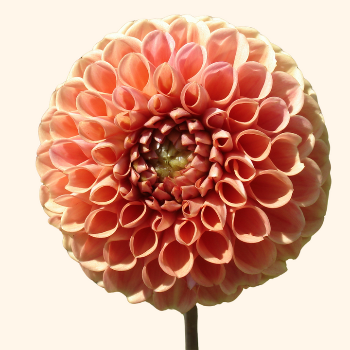 Front view of a blooming Linda's Baby Dahlia against a neutral background, showcasing its stunning structure and colors. From The Happy Hour Flowers.