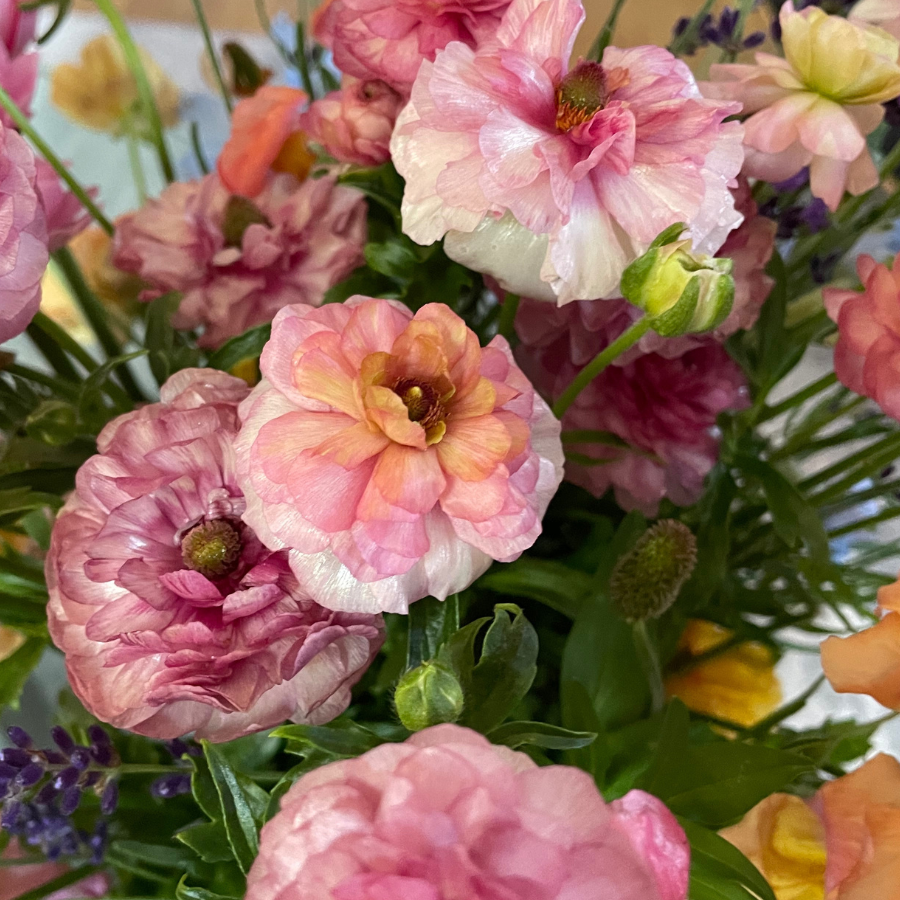 Butterfly Ranunculus Corms; Eris-Pack of 5