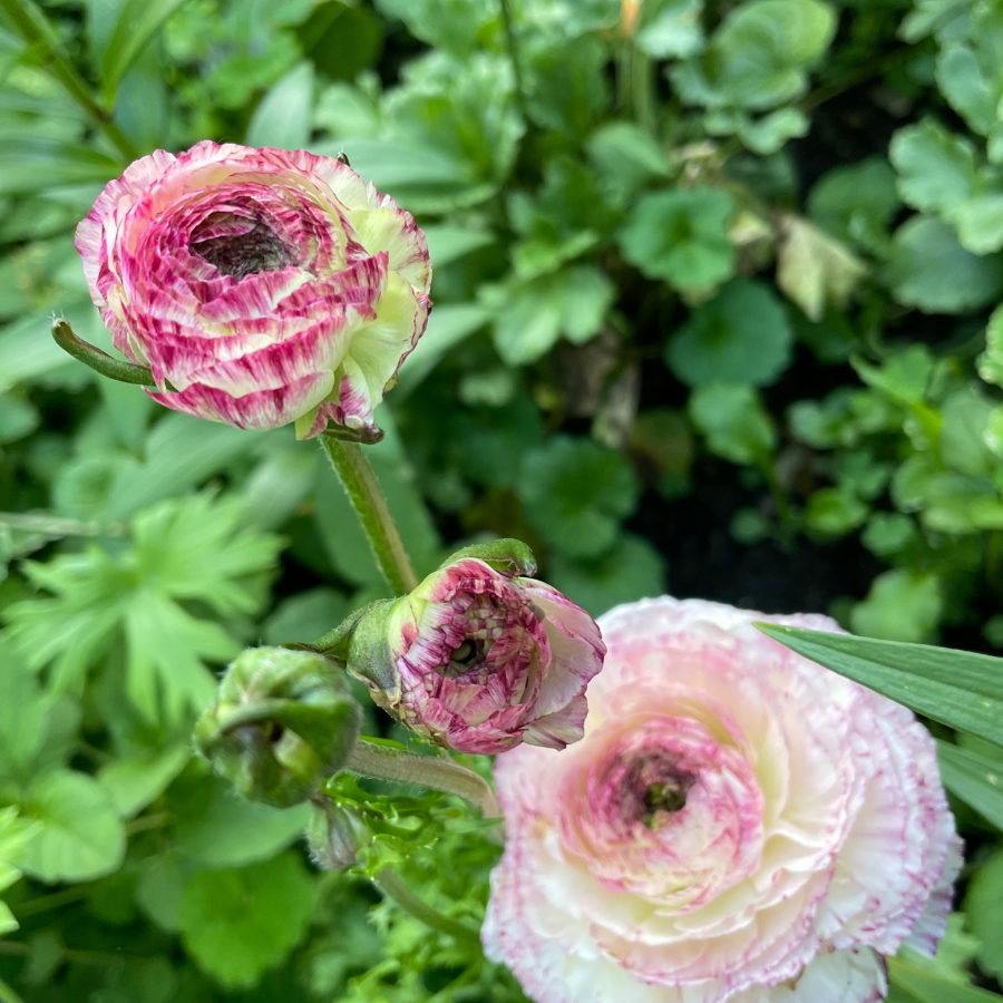 a couple of flowers that are in the grass