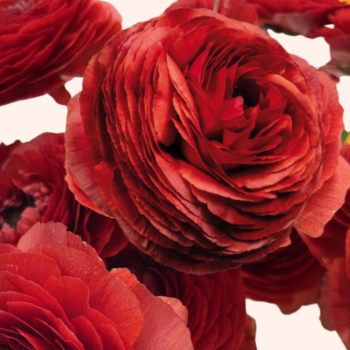 a close up of a bunch of red flowers