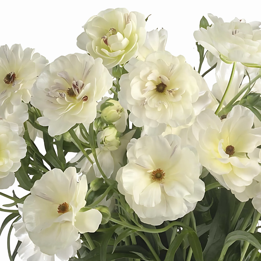 An arrangement of Ninos butterfly ranunculus corms featuring stunning double blooms in ivory and white, offered by The Happy Hour Flowers.