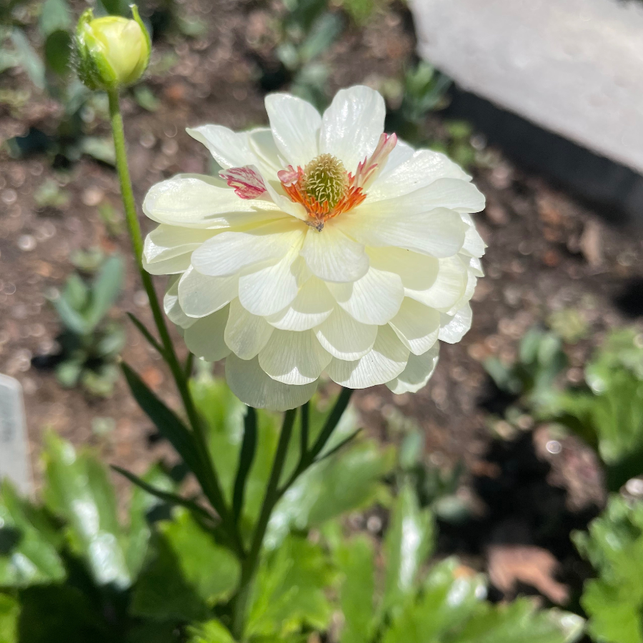 Beautiful close-up of a double bloom Butterfly Ranunculus flower from Ninos, showcasing soft ivory petals and a hint of colorful center. Perfect for floral arrangements. Available through The Happy Hour Flowers. Ninos butterfly ranunculus corms.
