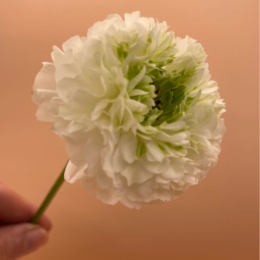 Romance Ranunculus Corms; Crown Giverny®- Pack of 5