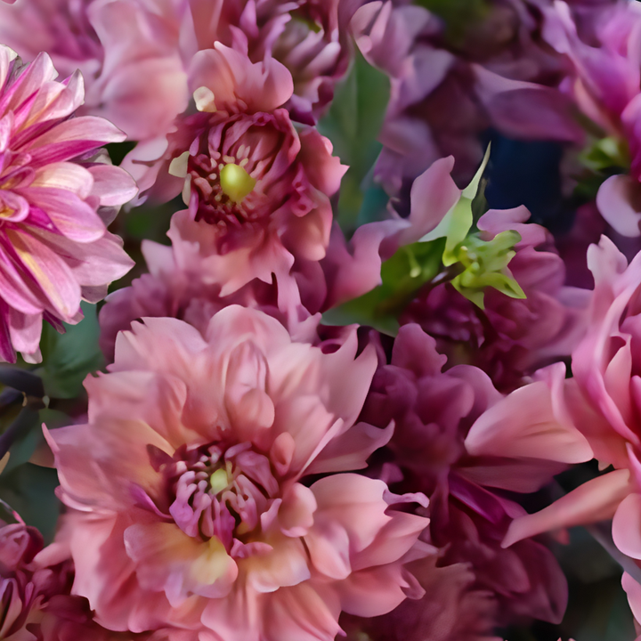 A vibrant arrangement of La Belle Epoque Dahlias from The Happy Hour Flowers, showcasing various shades of pink, ideal for planting and perfect as new variety cut flowers.
