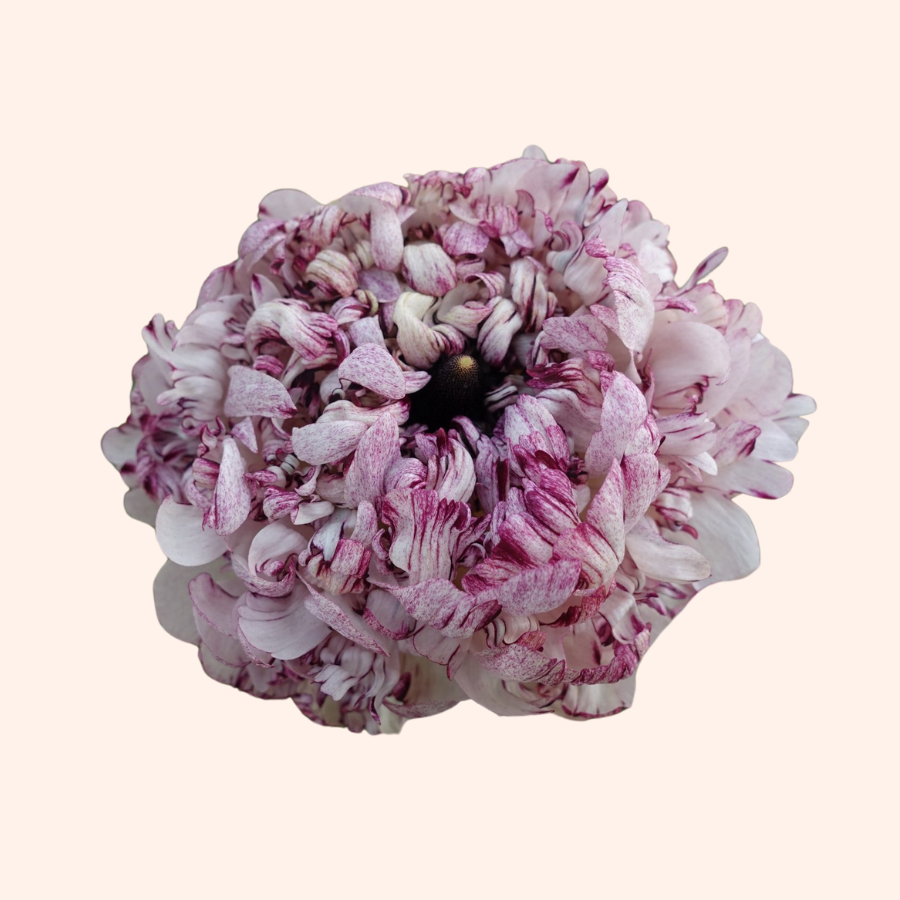 Seti Ranunculus Shop Brushmark Ranunculus Corms Now! – The Happy Hour Flowers