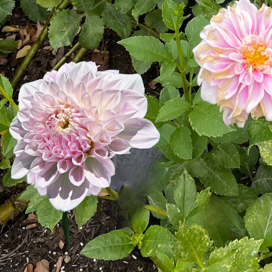 A delightful picture of a pink dahlia flower blooming in a garden, among healthy green leaves. Great for plant lovers. Available at The Happy Hour Flowers. Janick's Symphony Dahlia.