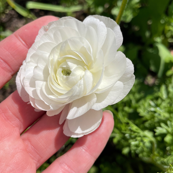 Elegance Ranunculus Corms; Bianco- Pack of 10