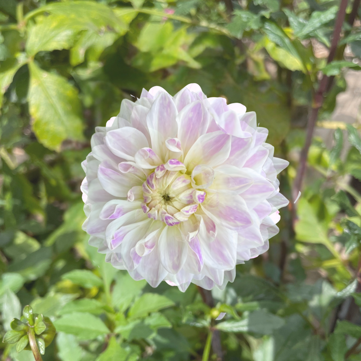 Mama Mia Dahlia Tuber (Pre-Order)