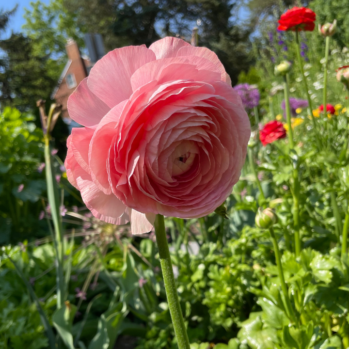 Success Cloni Blush Ranunculus-Pack of 5