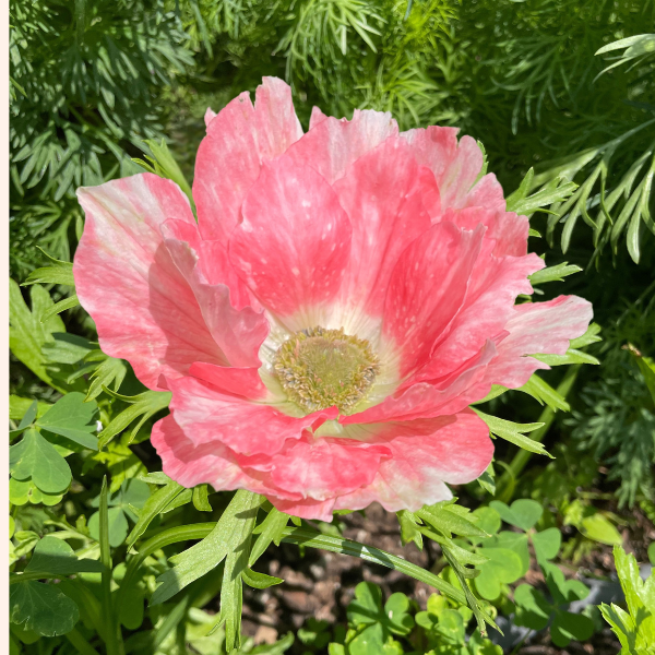 Mistral Tigré Salmone Anemone; Pack of 10