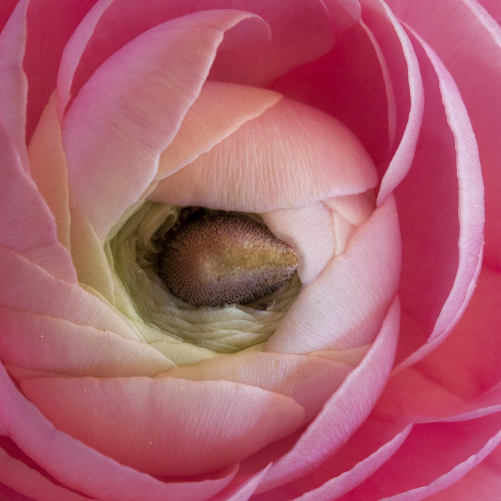 Intimate close-up of the center of an amandine ranunculus flower in soft pink hues, revealing the delicate layers and inviting structure.