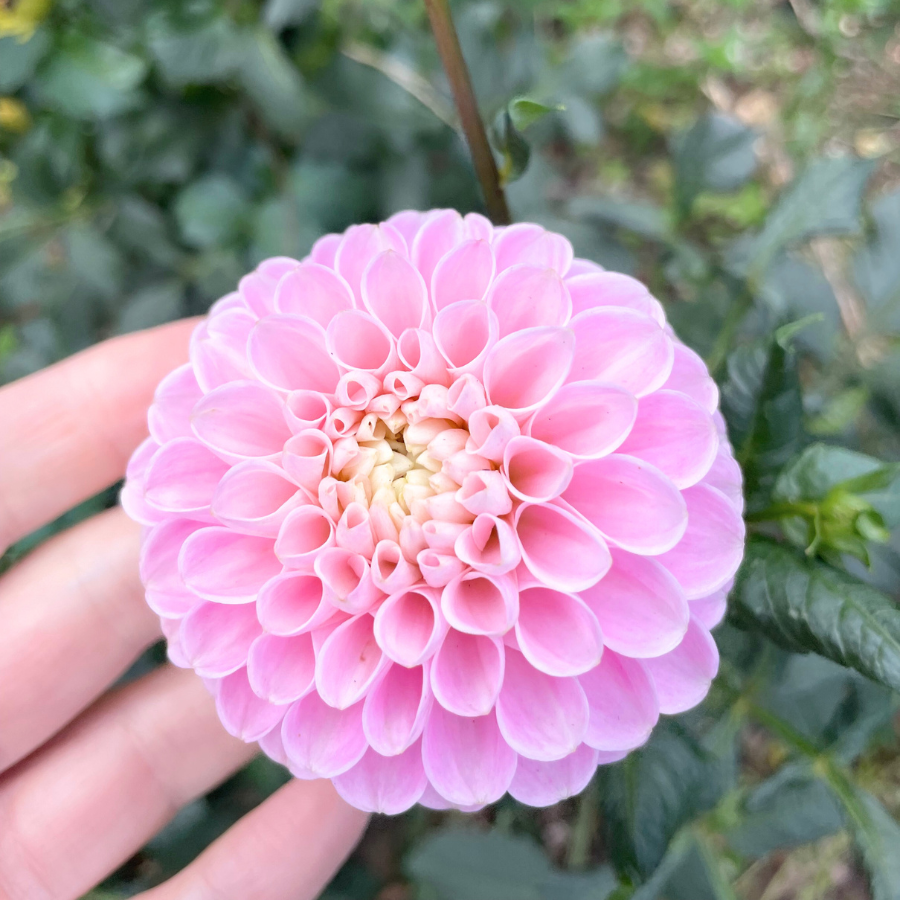 Another captivating image of the Pink Silk Dahlia tuber held in hand, displaying its intricate petal design and soft pink coloration. Offered by The Happy Hour Flowers, this dahlia is part of their best seller series, featuring colorful flowers that are easy to grow and a perfect fit for any garden plant collection, adding luscious, stunning features to outdoor spaces.