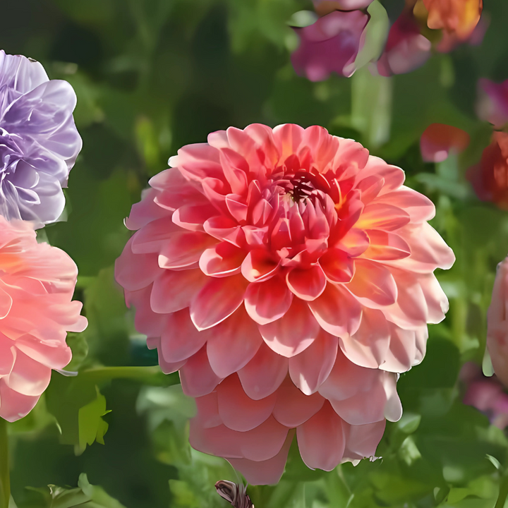 A picturesque view of Hillcrest Suffusion Dahlias in a garden full of color, featuring a prominent pink bloom. Buy these gorgeous flowers from The Happy Hour Flowers.