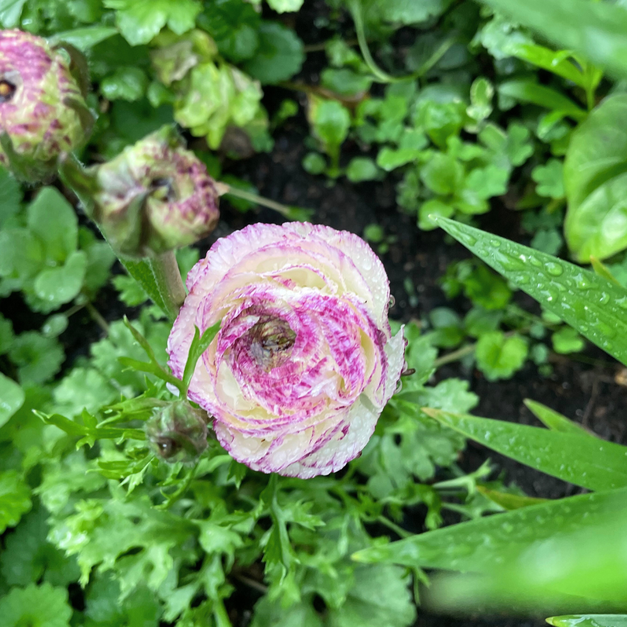 a close up of a flower in a garden
Brushmark Galthie