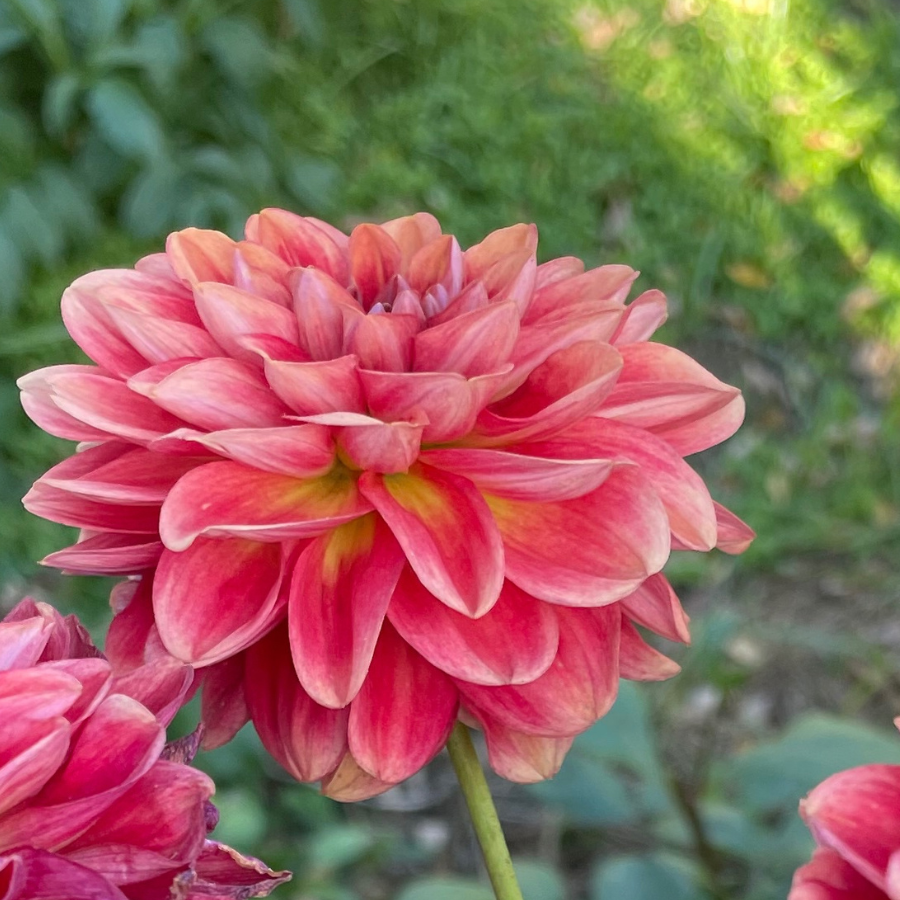 A vibrant All That Jazz Dahlia in shades of peach and coral blooming in a sunny garden, showcasing its exquisite petals. Captured by The Happy Hour Flowers, this stunning flower is perfect for cut flower arrangements, embodying a blend of black diamond burgundy tones amid lush green foliage. Keywords: all that jazz dahlia, black, farm, farmer, Floret, flower, magenta, no till, orange, red.