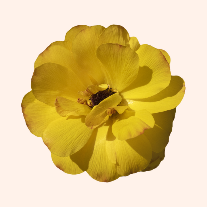 Artwork of a large yellow Butterfly Ranunculus flower showcasing its intricate petals, featured by The Happy Hour Flowers.