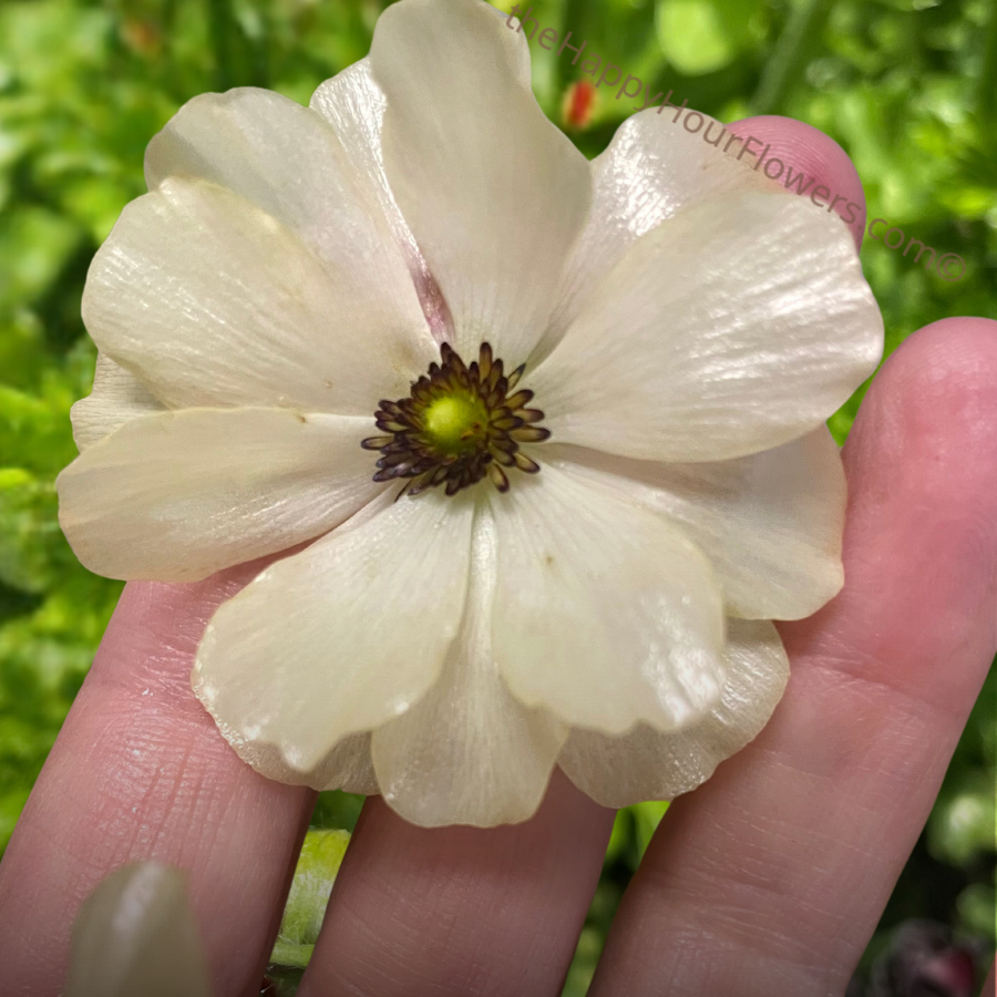 Butterfky Ranunculus Butterfly Ranunculus Corms - Rare Blooms – The Happy Hour Flowers