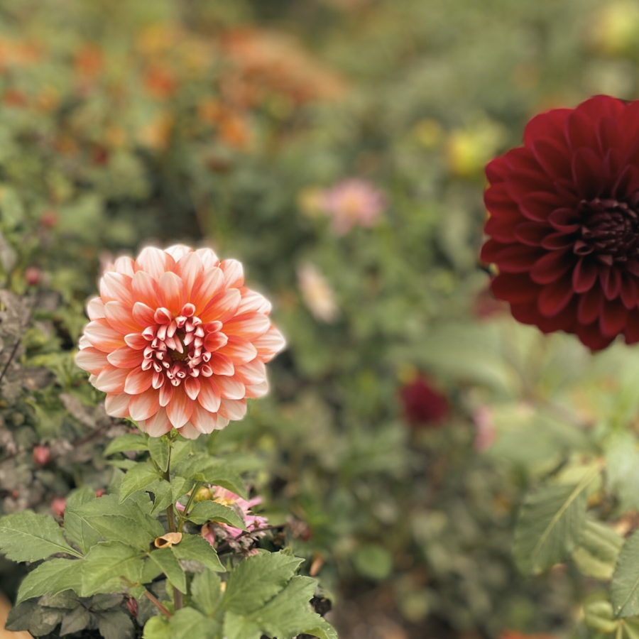 Tangerine dahlia orange and Ivory for sale