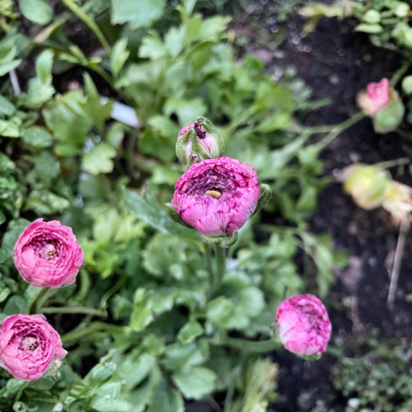 Elegance Ranunculus Corms; Rosa Striato- Pack of 10