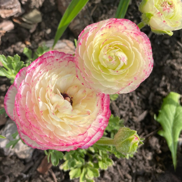 Amandine Ranunculus Corms, Pink Picotee- Pack of 10