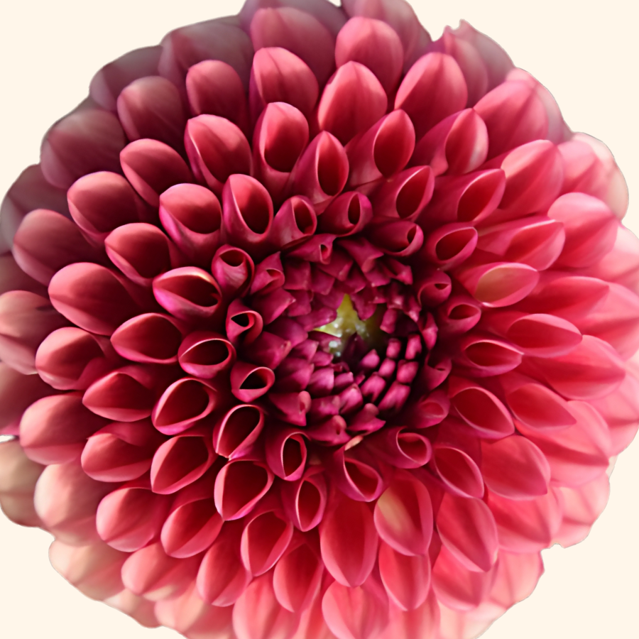 A top view of an exquisite Copper Boy Dahlia from The Happy Hour Flowers, illustrating its meticulous layers of plum and burgundy petals. This colorful and captivating flower bulb is perfect for any gardening enthusiast's collection, offering an effortless way to add beauty to outdoor spaces.