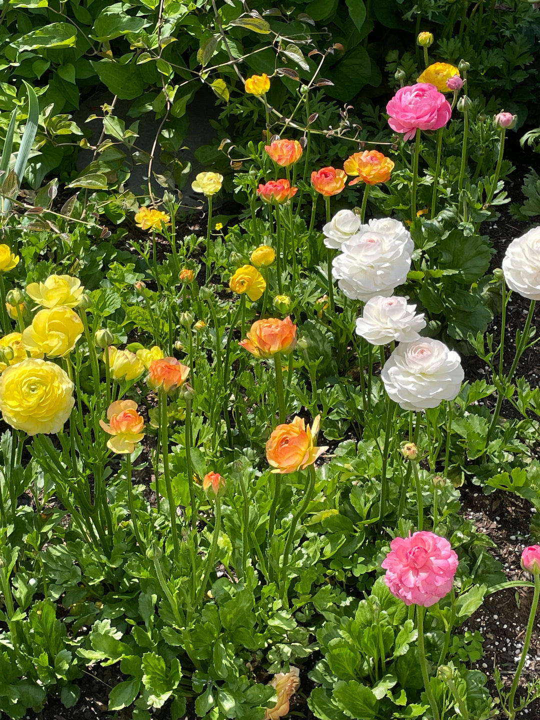 a bunch of flowers that are in the grass