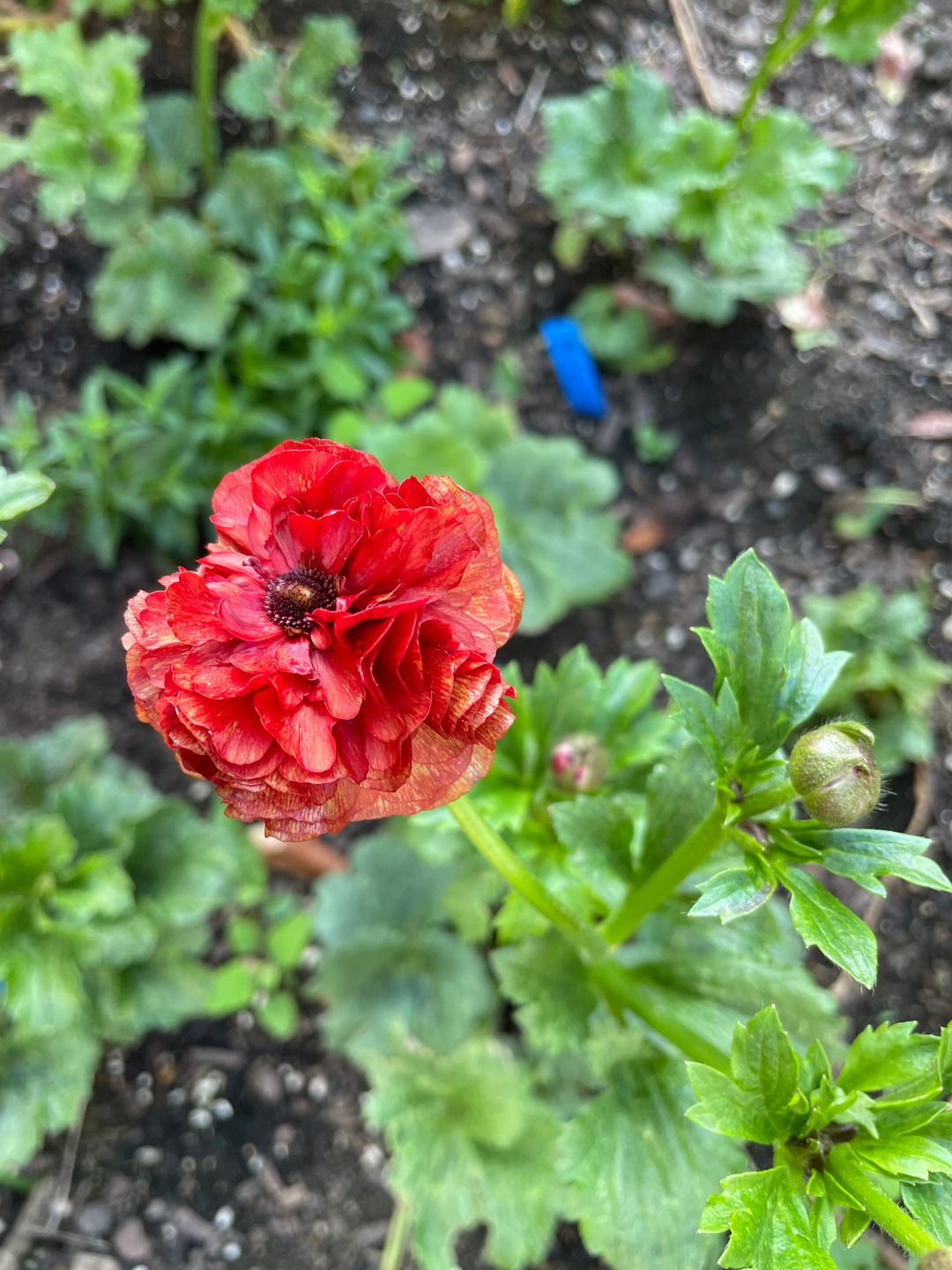 a close up of a red flower in a garden