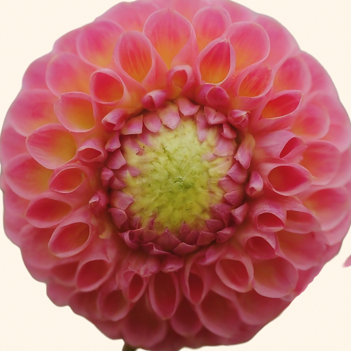 Close-up view of a pink Chapeau Bas Dahlia Tuber, with a detailed center showing its natural beauty, offered by The Happy Hour Flowers.