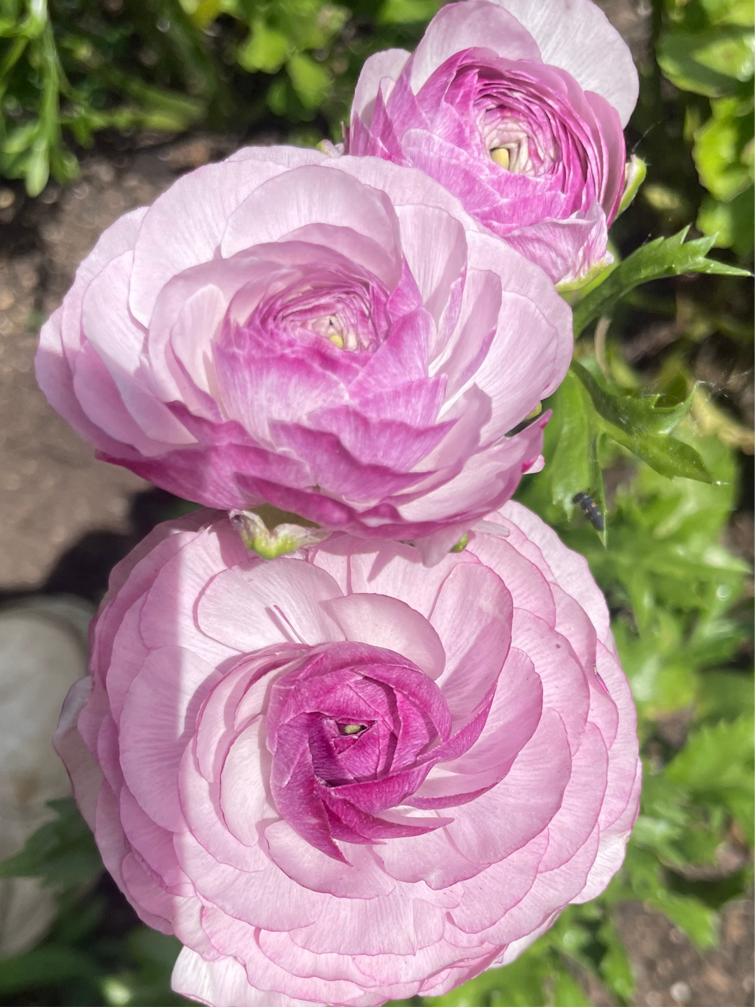 Amandine Ranunculus, Purple Jean-Pack of 10