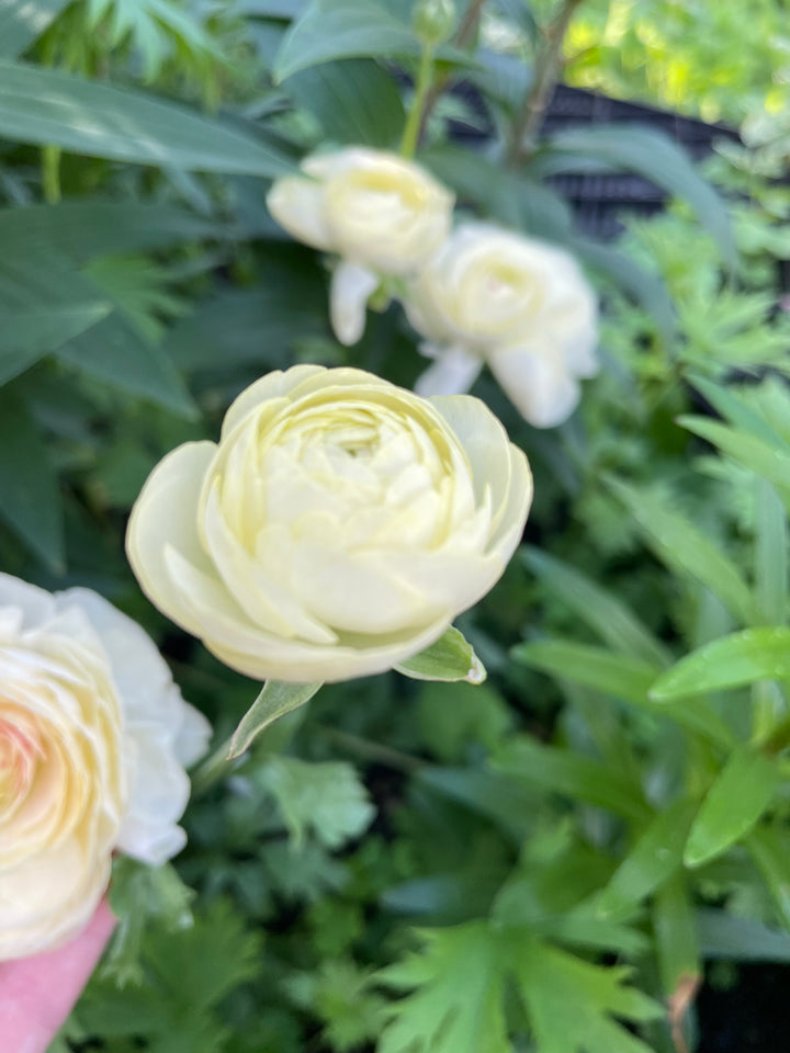 Romance Ranunculus Hydra