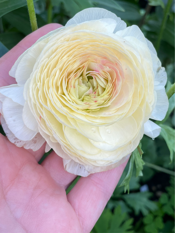 Romance Ranunculus Hydra