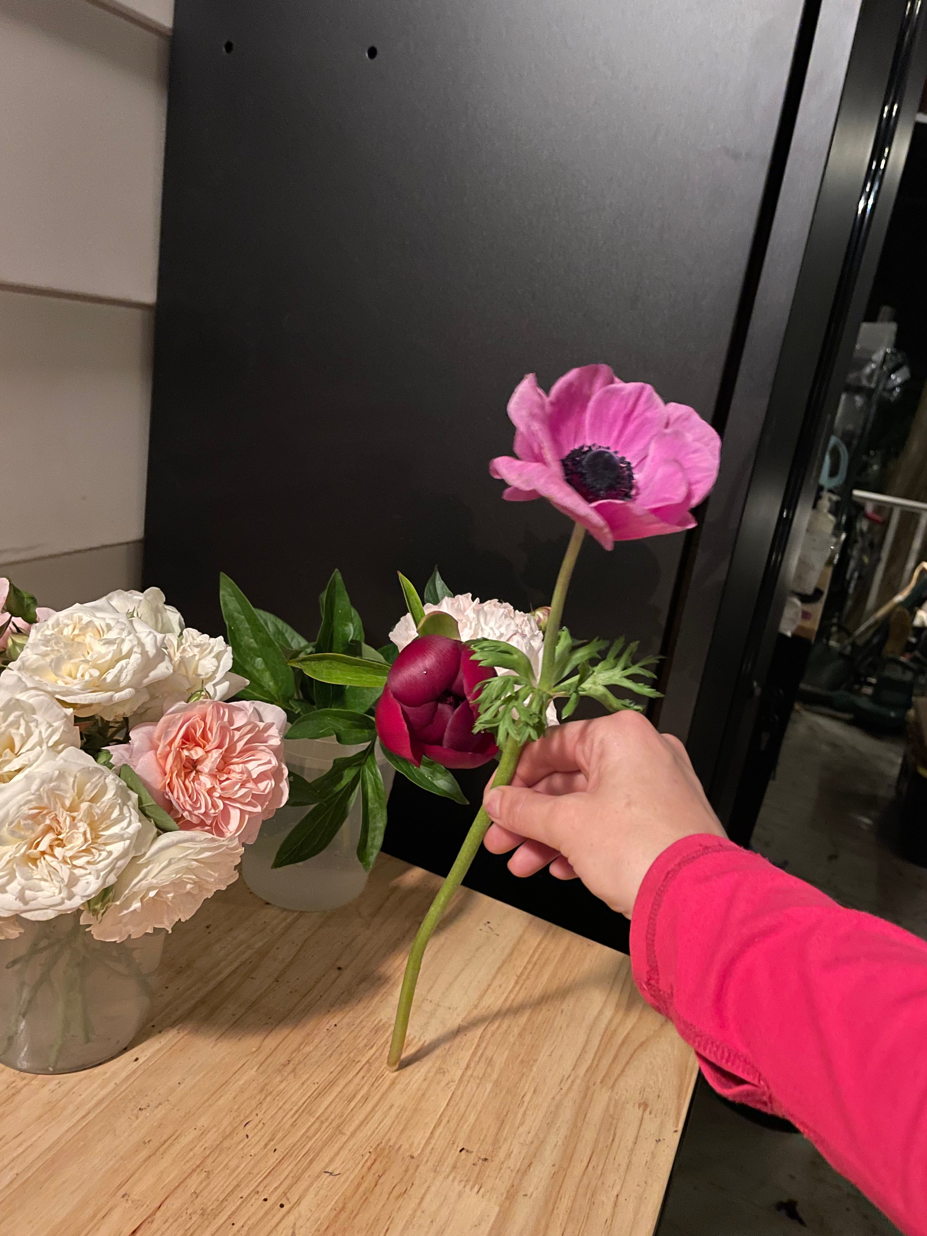 Anemone Mistral Plus Magenta – The Happy Hour Flowers