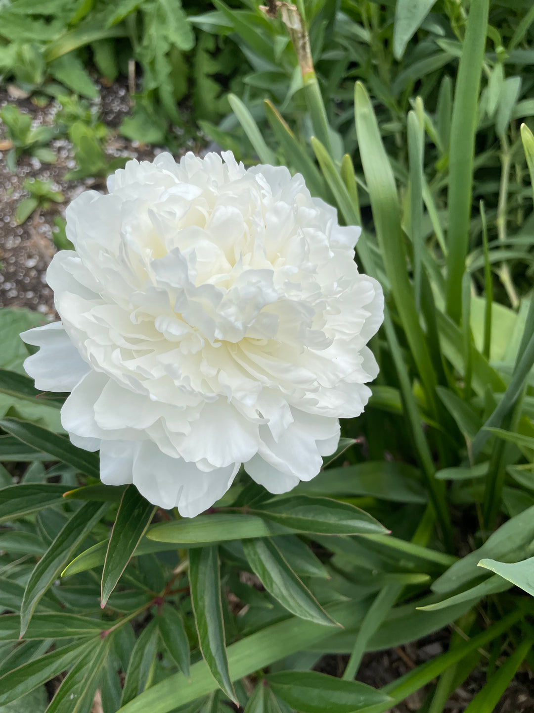 Peony Bare Root Madame Claude Tain