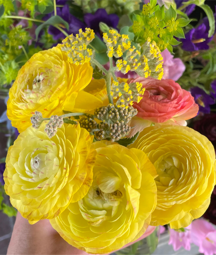 Pastel Lemon Ranunculus corms for sale