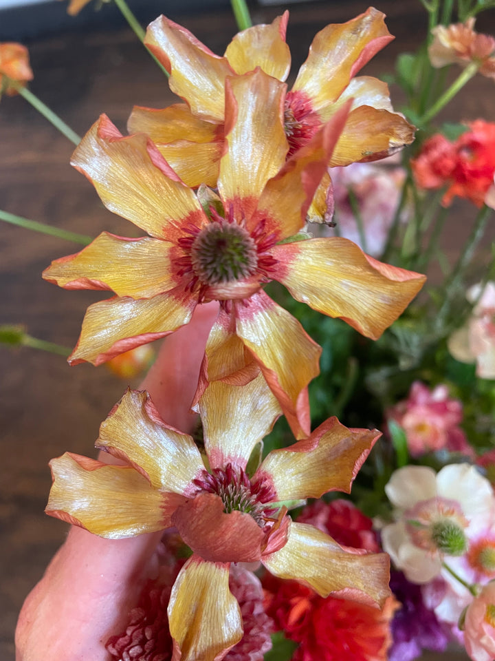 Charis Butterfly Ranunculus