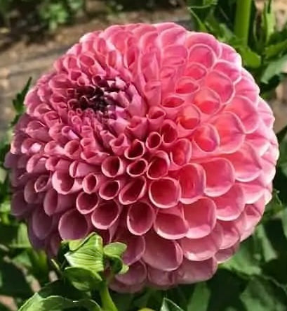 Jowey Frambo Pink Ball Dahlia