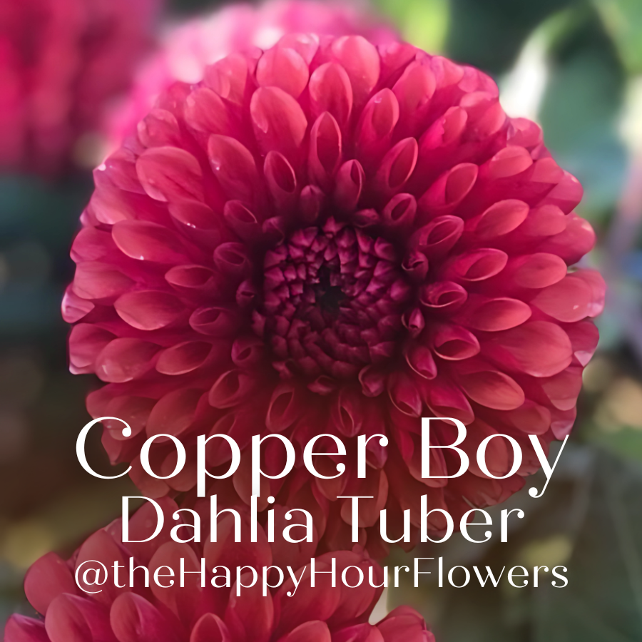 Stunning Copper Boy Dahlia bloom from The Happy Hour Flowers, showcasing vibrant blush petals in hues of burgundy and plum. This easy to grow dahlia tuber is perfect for colorful outdoor gardens, adding an eye-catching element to any flower collection. Ideal for gardening enthusiasts seeking beautiful garden blooms.