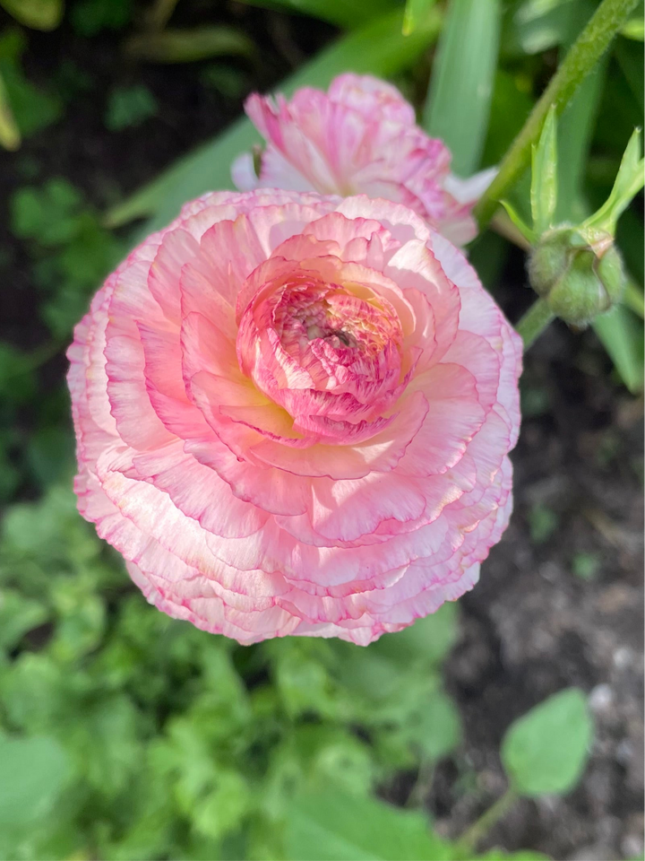 A vibrant Amandine Ranunculus flower blooms in shades of blush pink, revealing its stunning detail and texture. Add beauty to your landscape with Amandine Ranunculus corms now available for purchase. Ranunculus corms for sale.