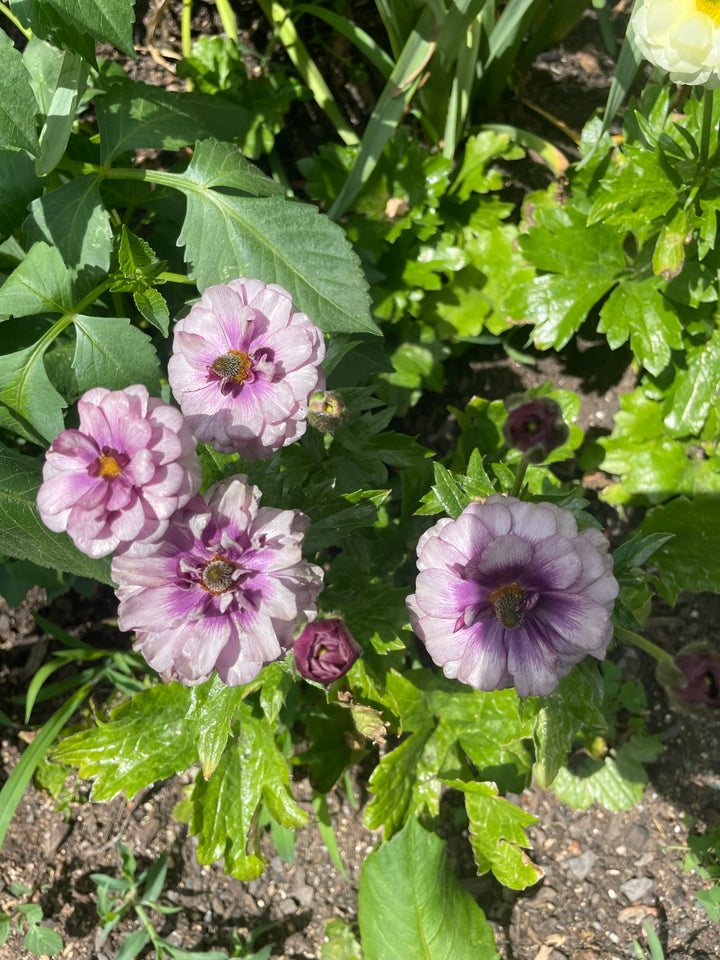 Butterfly Ranunculus Thiva- Pack of 5 Corms