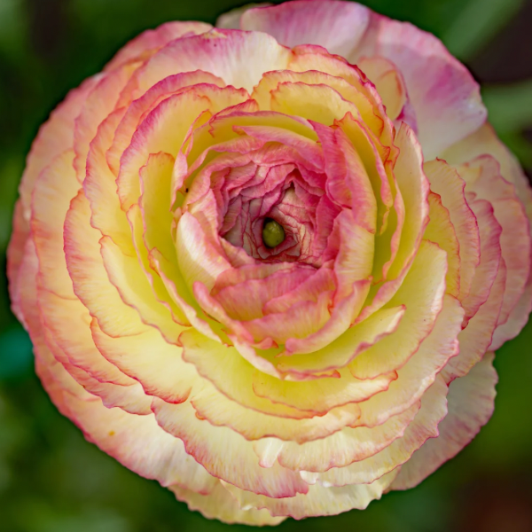 Amandine Ranunculus Corms, Pink Picotee- Pack of 10